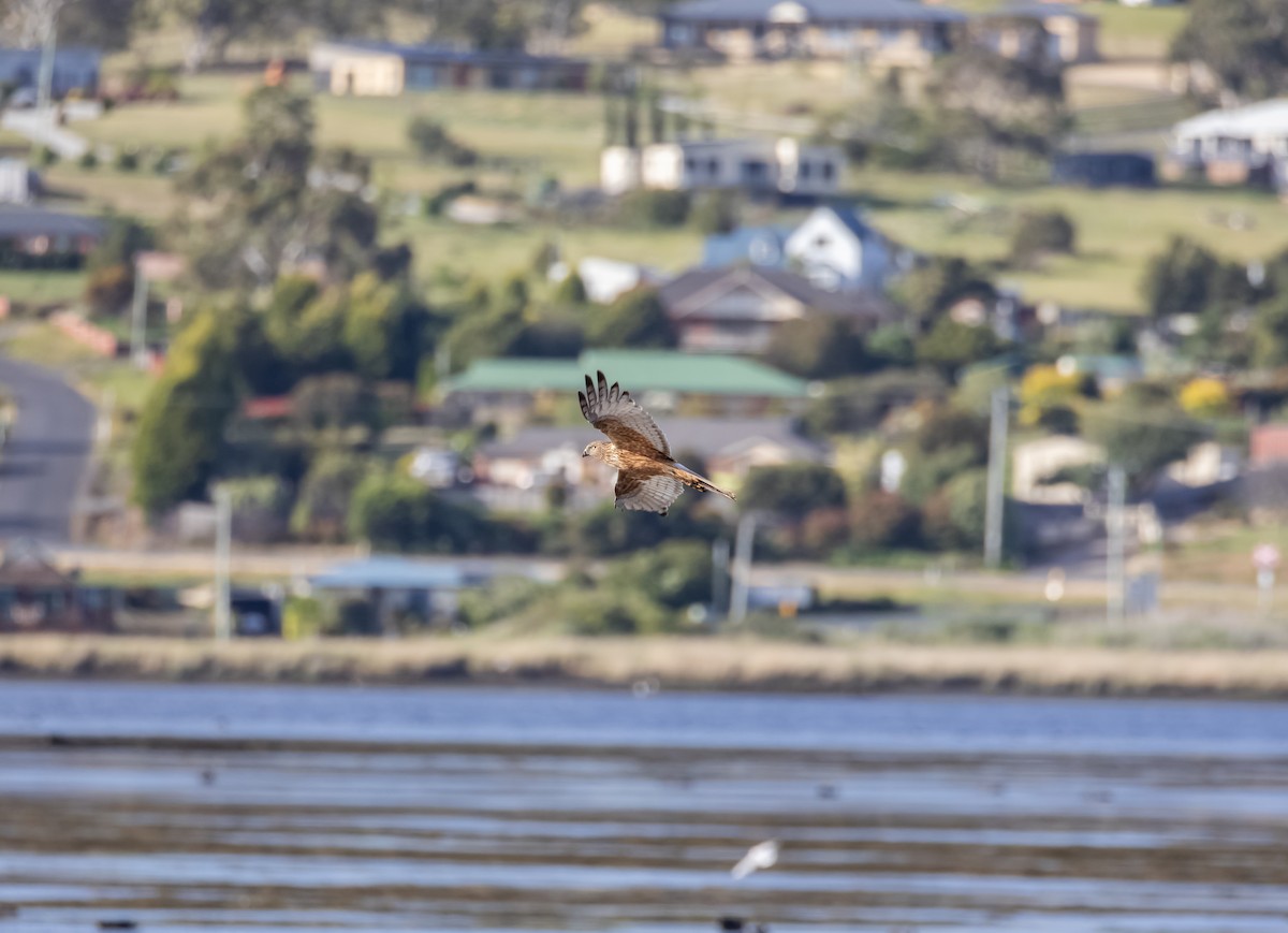 Swamp Harrier - ML646550397