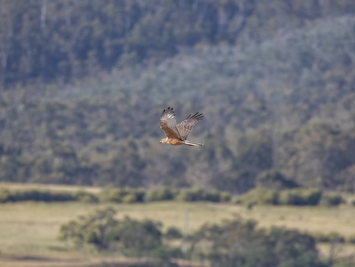 Swamp Harrier - ML646550398