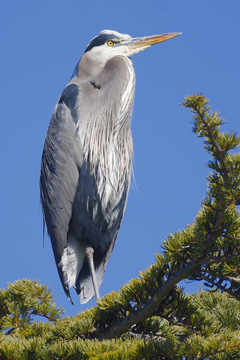 Great Blue Heron - ML646550399