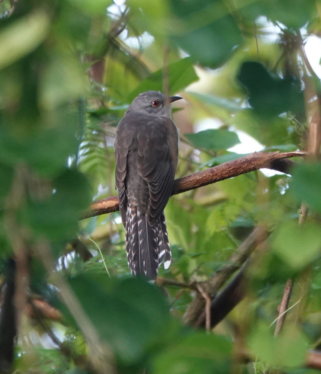 klagegjøk - ML646550400