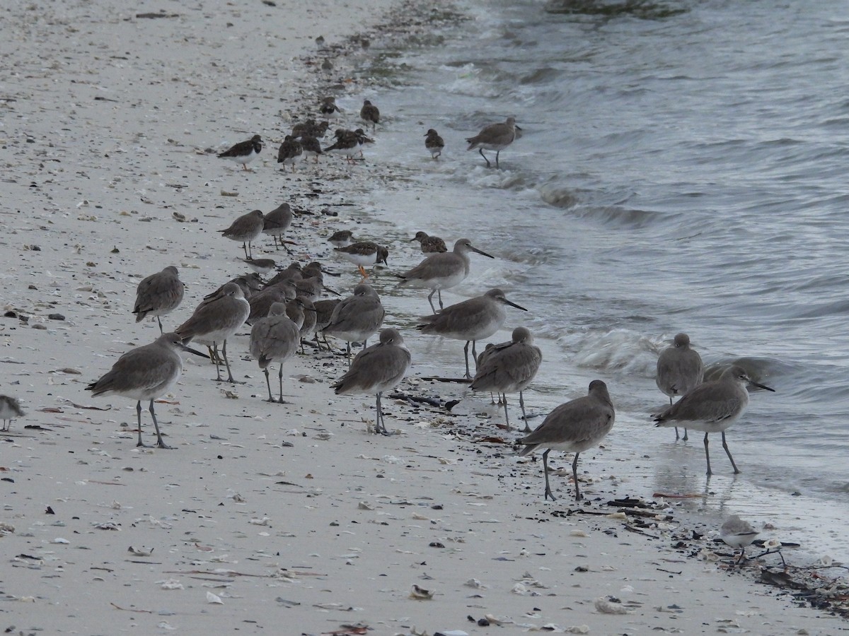 vodouš břehoušovitý - ML646550401