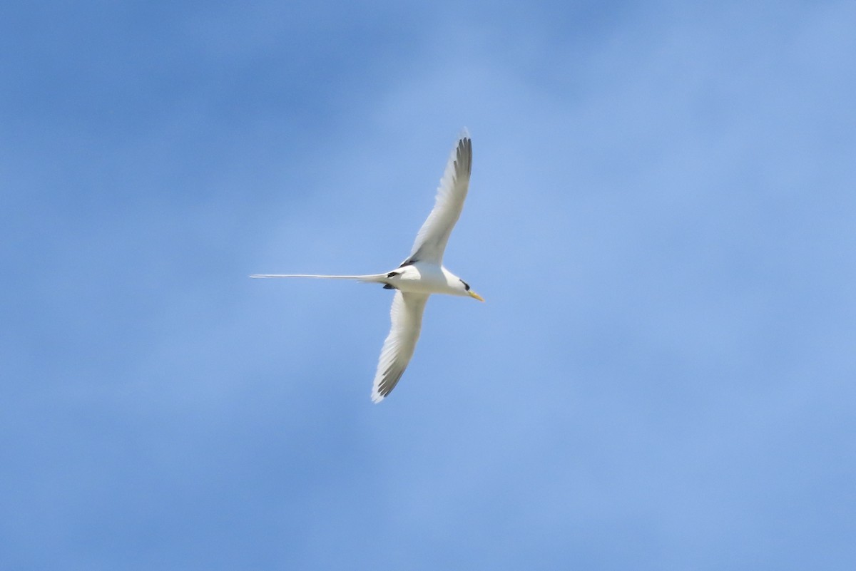White-tailed Tropicbird - ML646550402