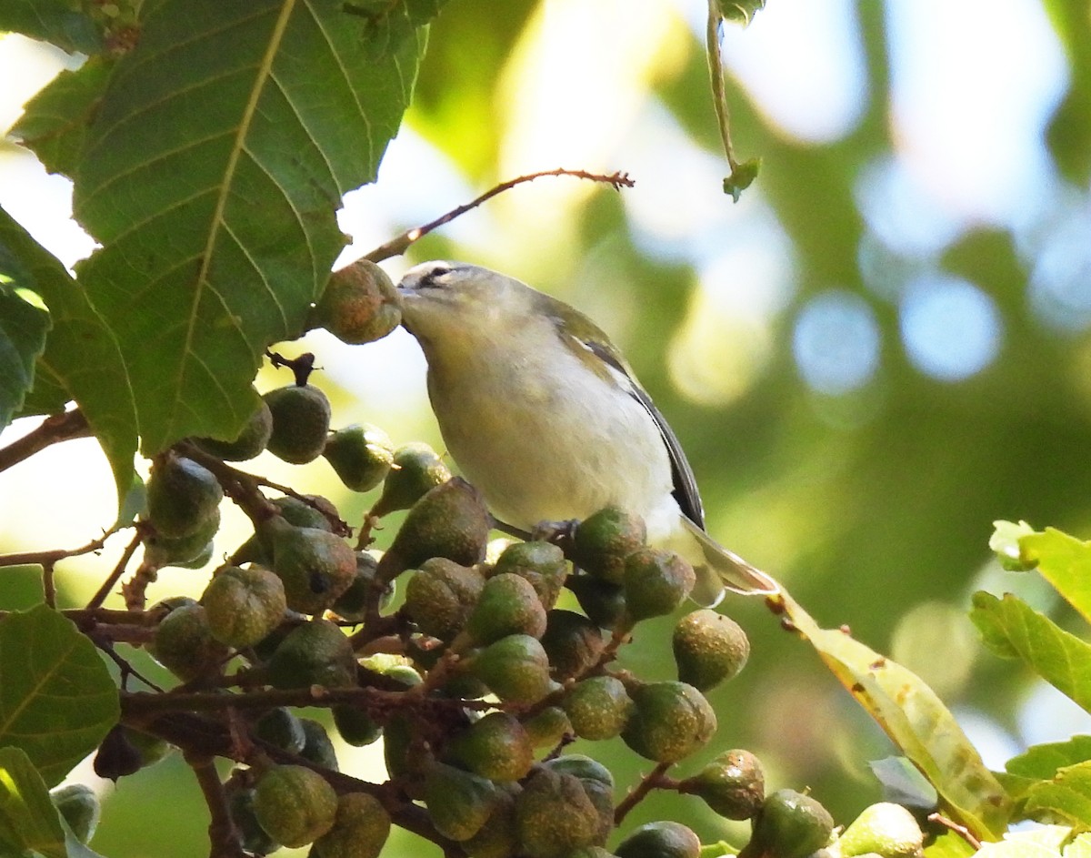 lesňáček olivový - ML646550405