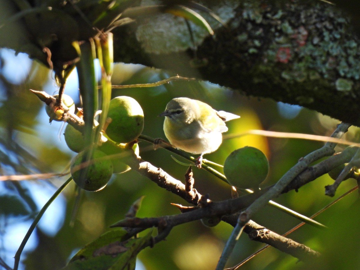 lesňáček olivový - ML646550406