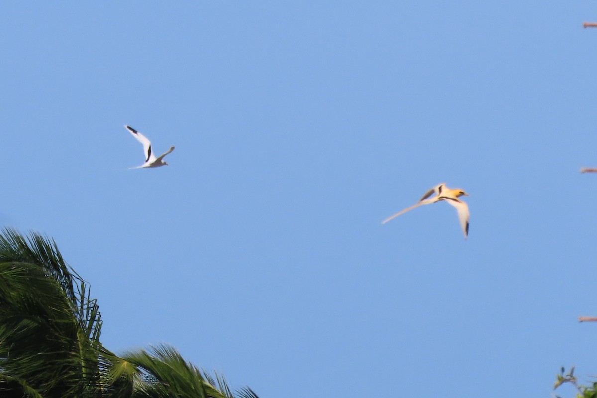 פיתון לבן-זנב - ML646550410