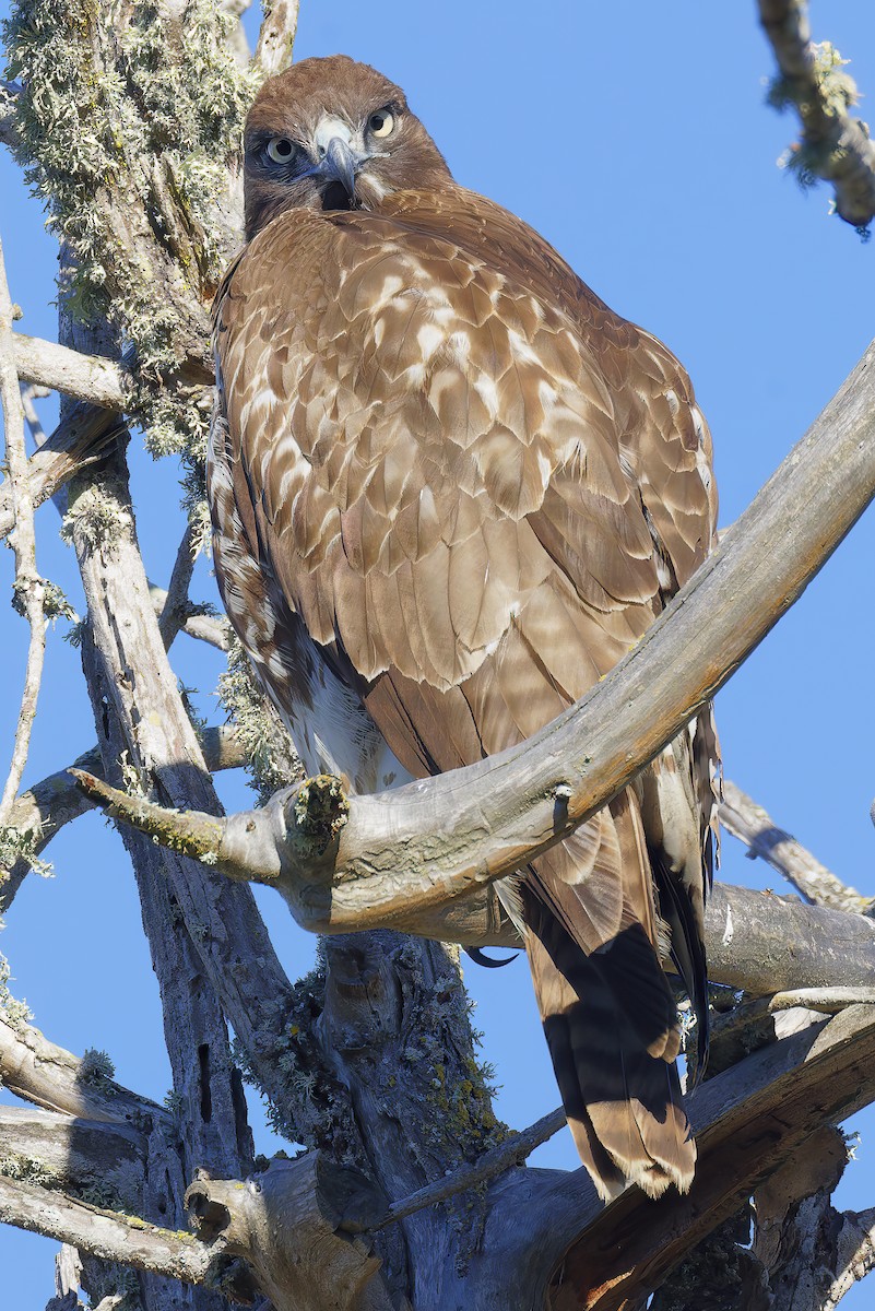 Red-tailed Hawk - ML646550412