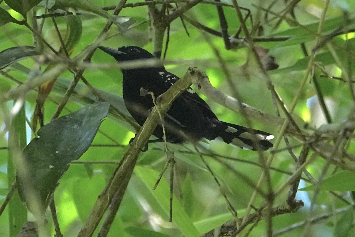 Dot-winged Antwren - ML646550415