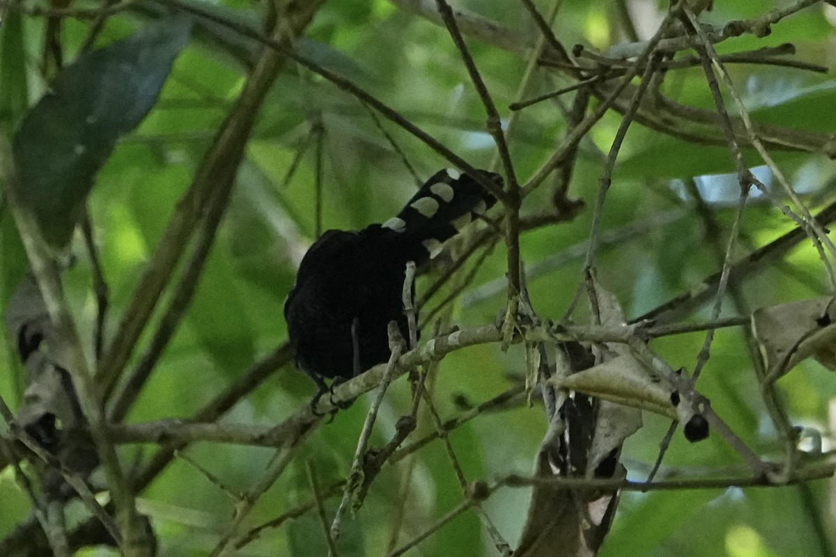 Dot-winged Antwren - ML646550416