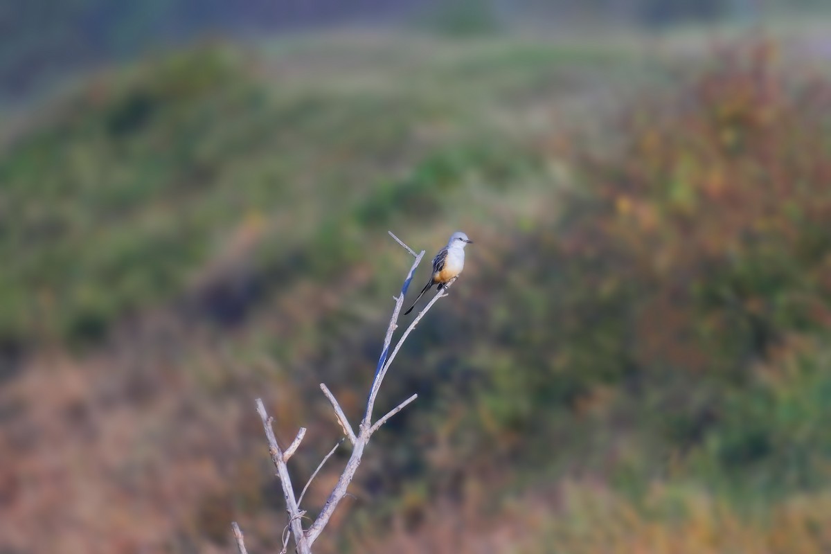 Scissor-tailed Flycatcher - ML646550417