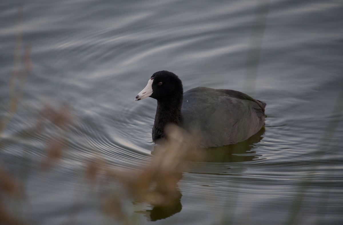 Amerika Mekesi - ML646550418