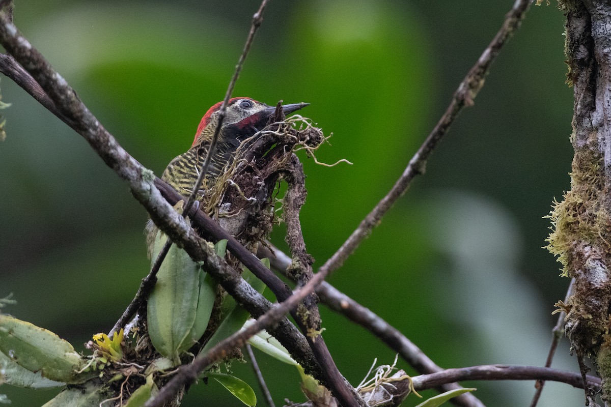 datel olivozlatý [skupina rubiginosus] - ML646550419