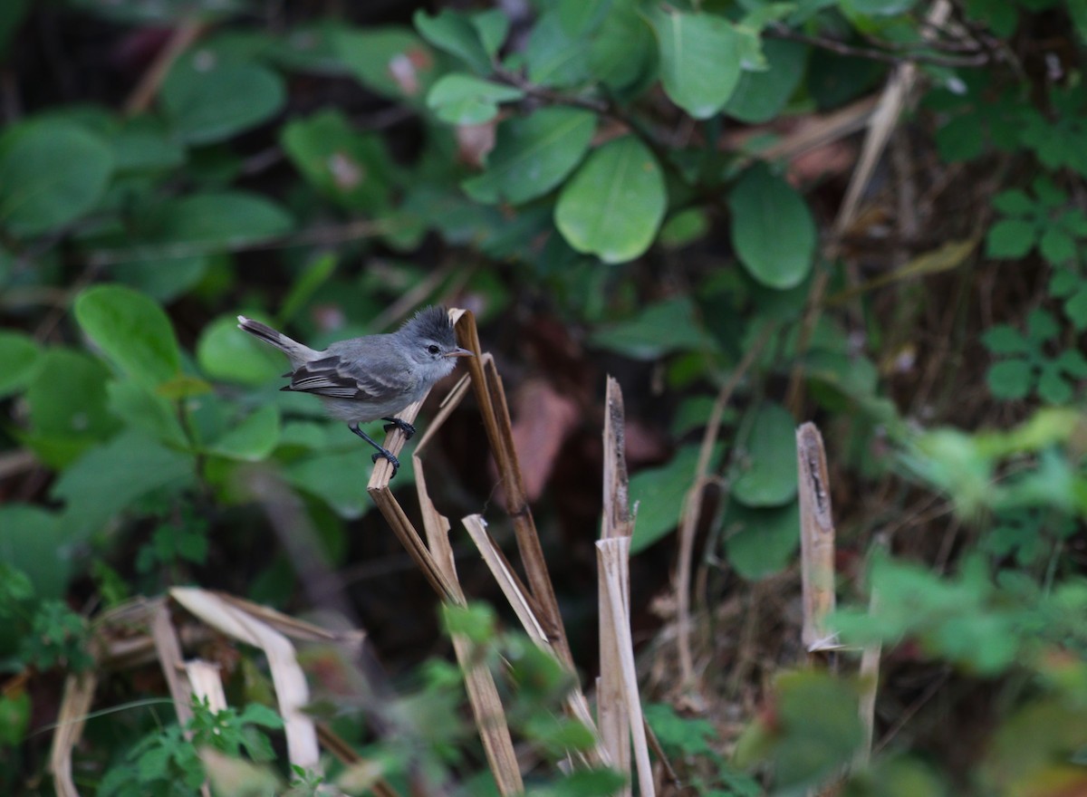 Southern Beardless-Tyrannulet - ML646550423