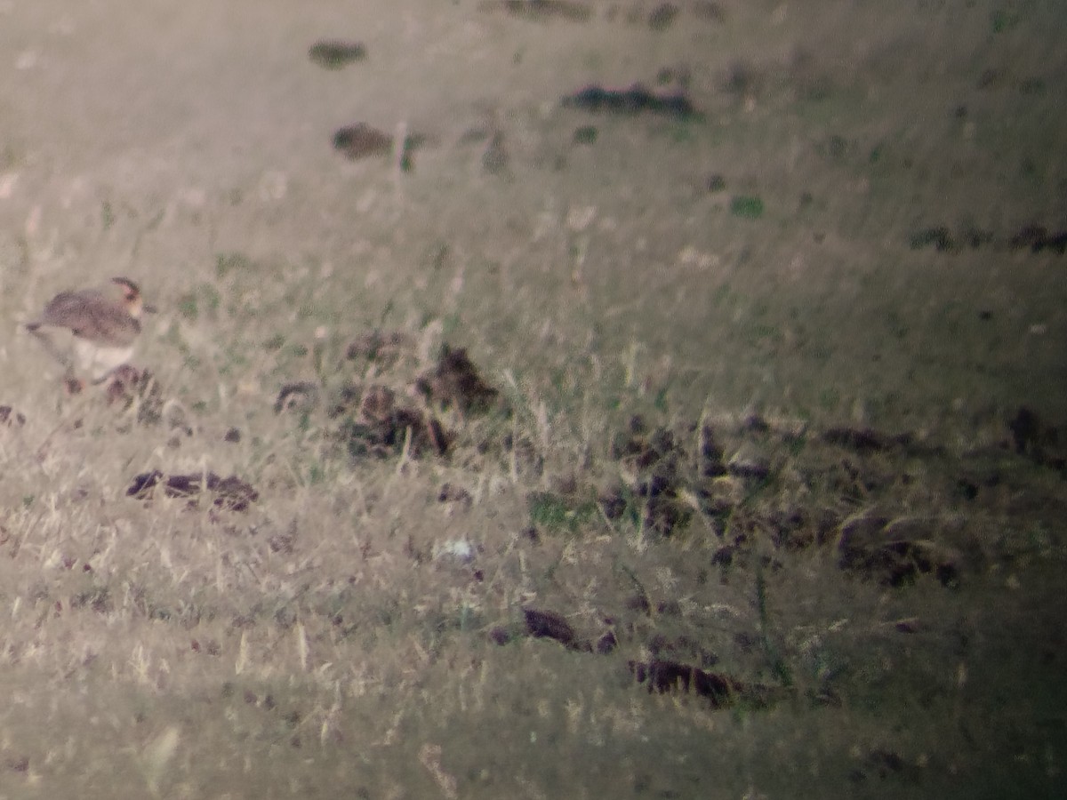 Восточный зуёк - ML646550429