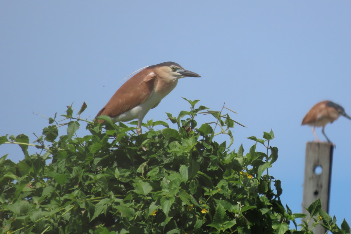 Nankeen Night Heron - ML646550431