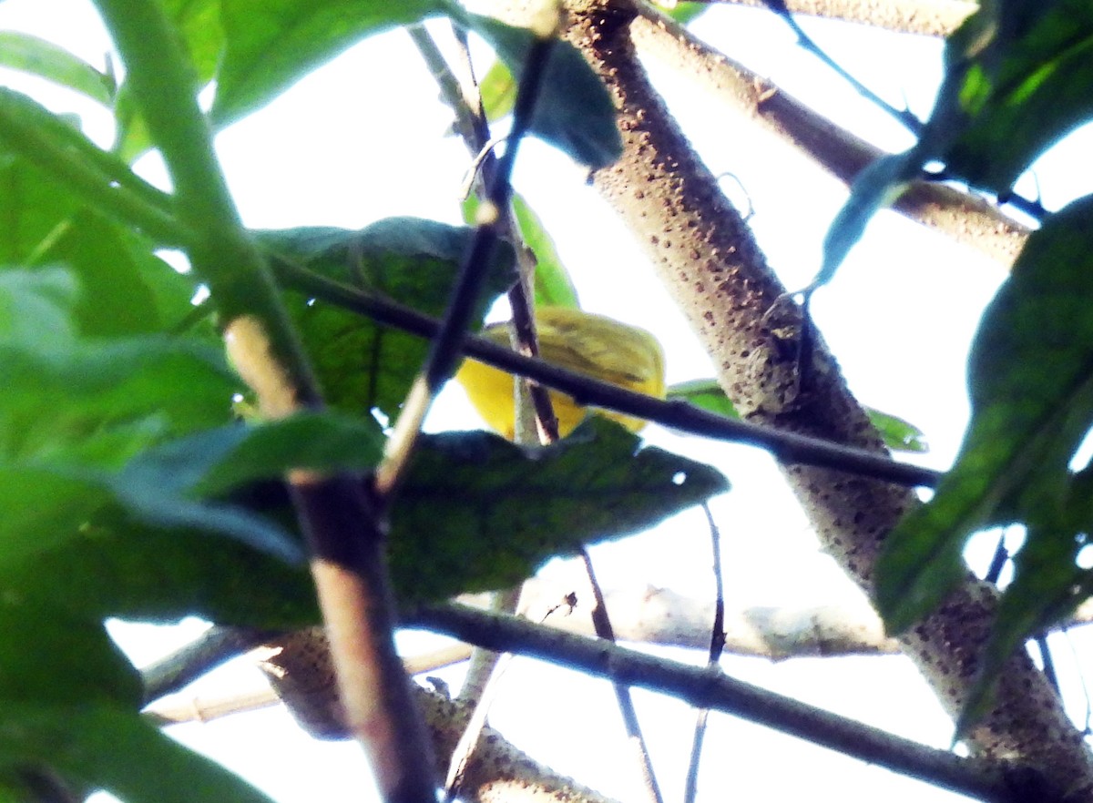 lesňáček zlatotemenný - ML646550432