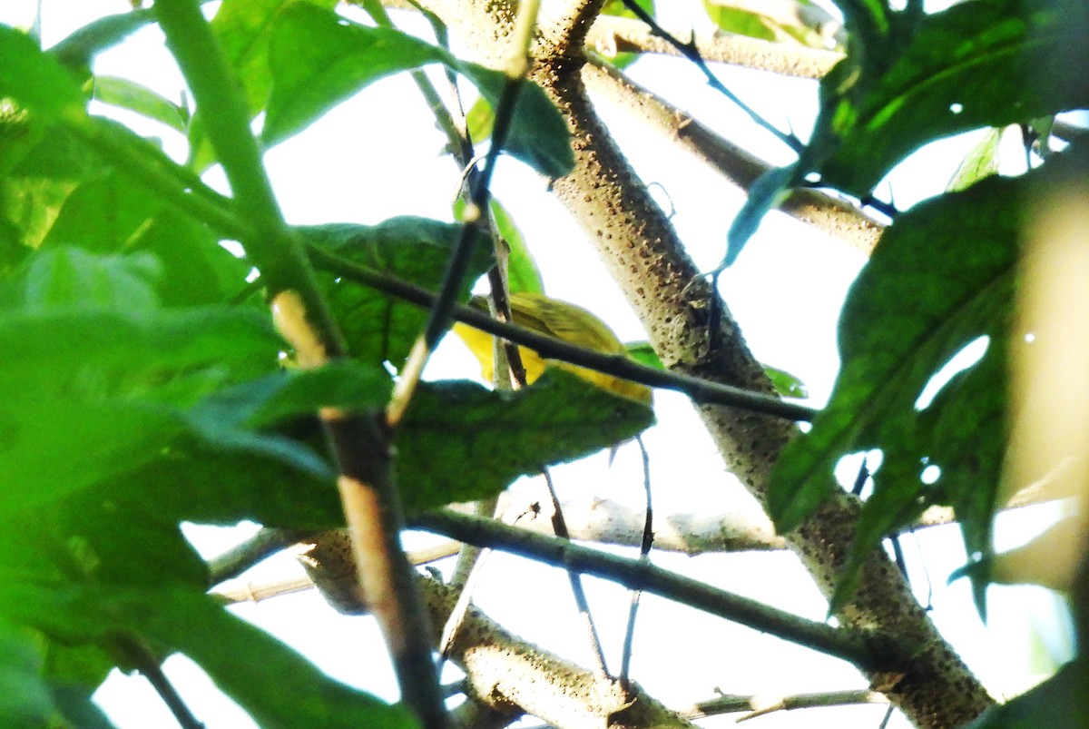 lesňáček zlatotemenný - ML646550433