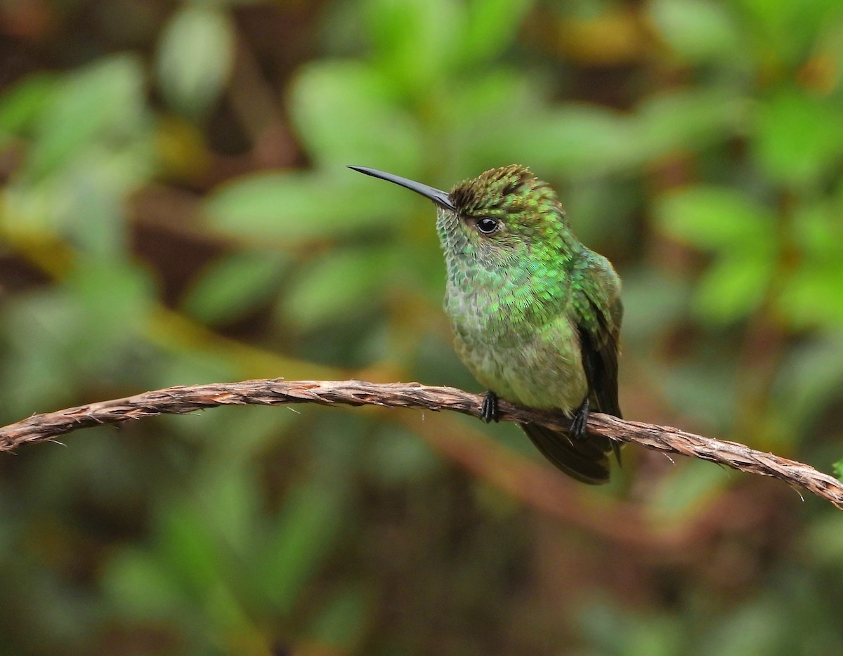 Glittering-throated Emerald - ML646550440