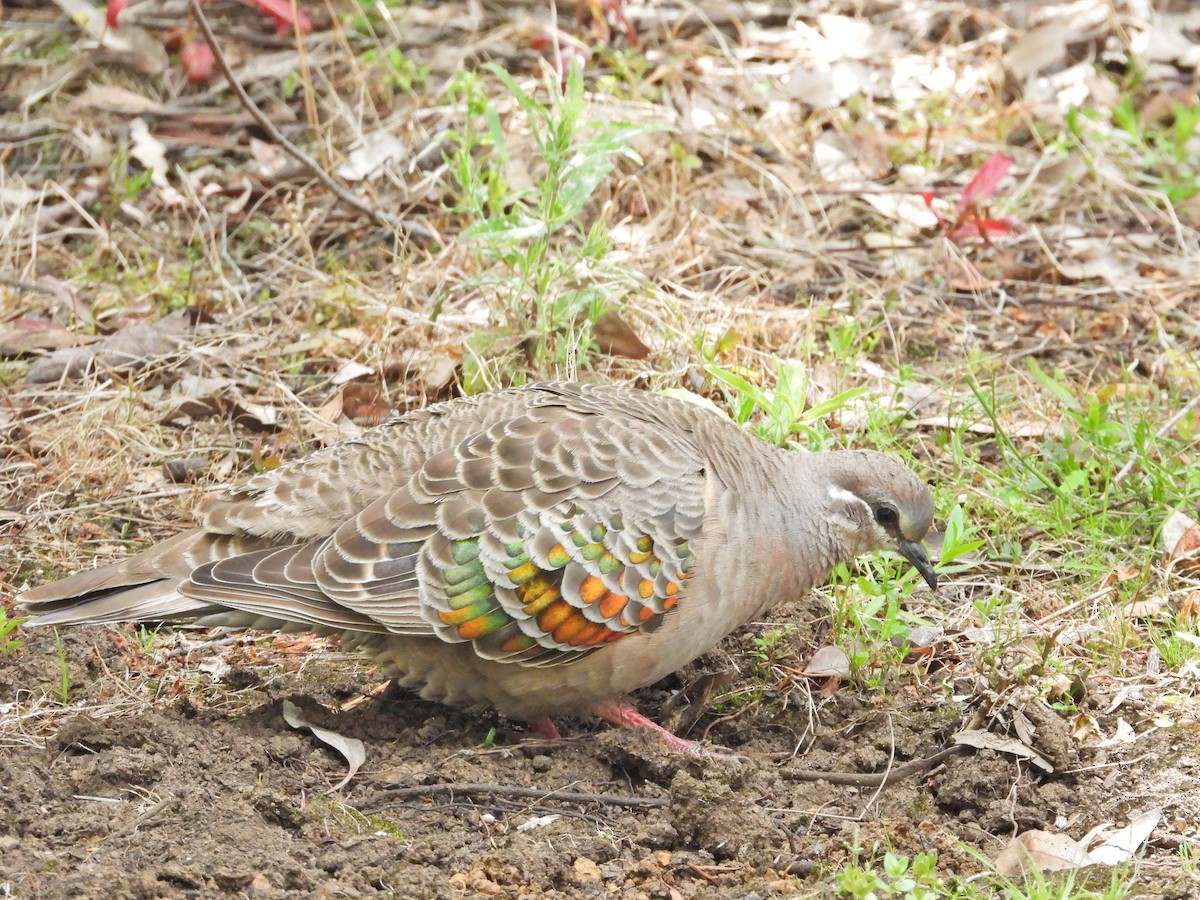Common Bronzewing - ML646550441