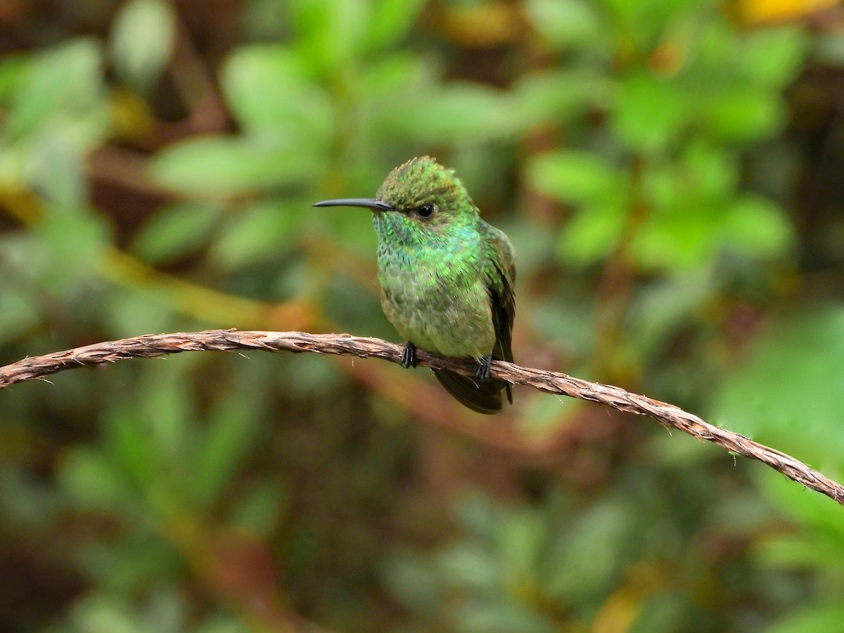 Glittering-throated Emerald - ML646550442