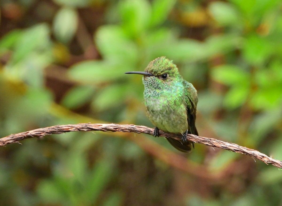 Parlak Gerdanlı Zümrüt - ML646550443