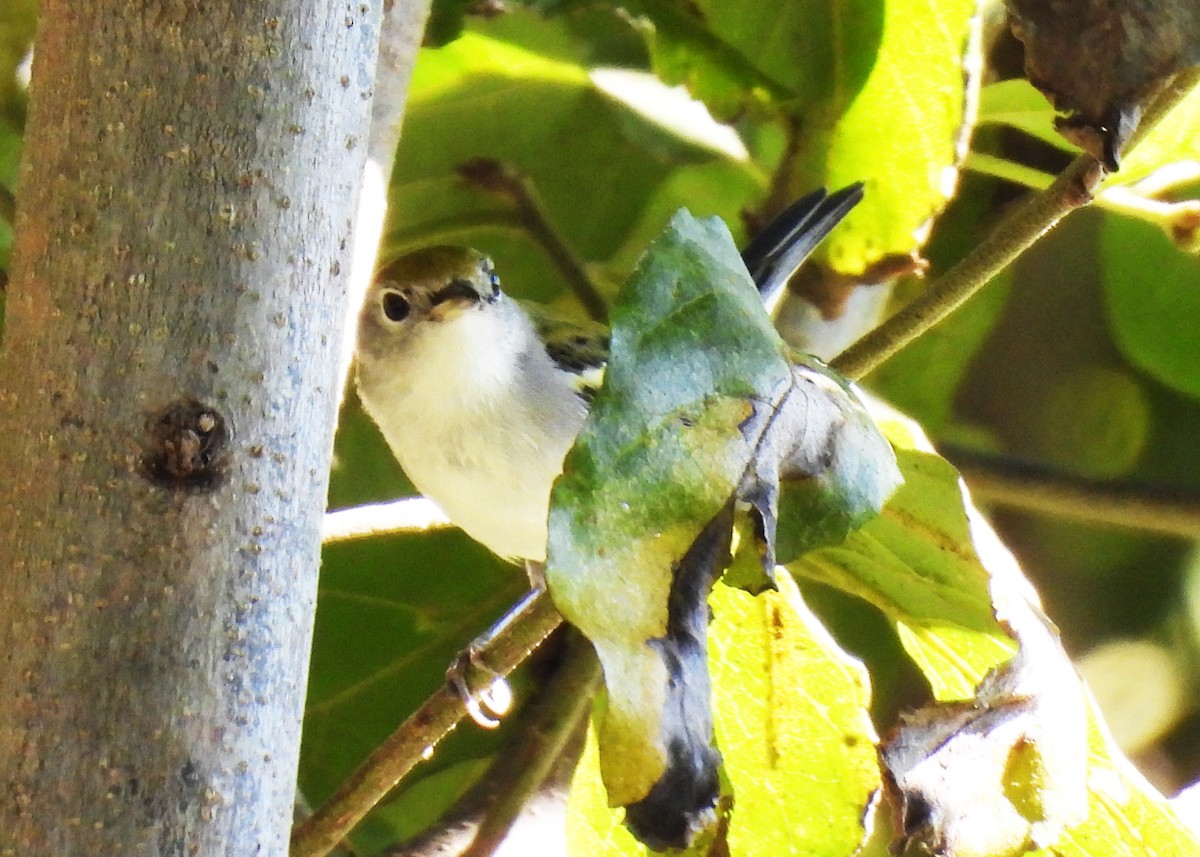 סבכון צהוב-כיפה - ML646550445