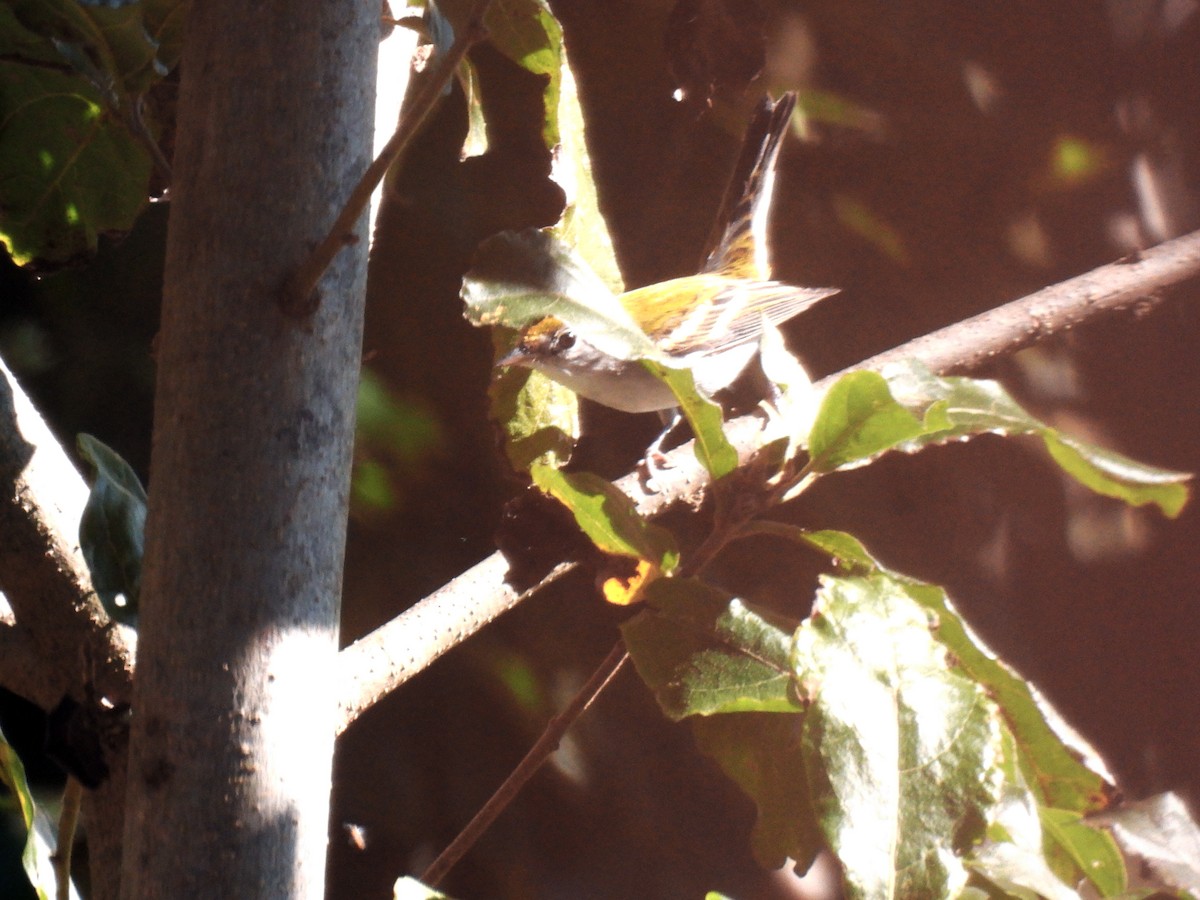 סבכון צהוב-כיפה - ML646550446