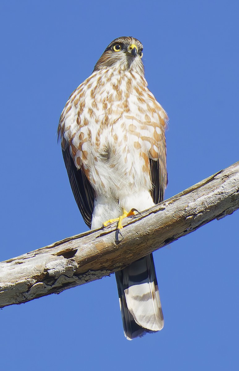 Sharp-shinned Hawk - ML646550447