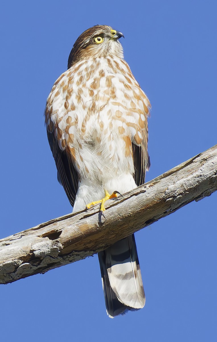 Sharp-shinned Hawk - ML646550448