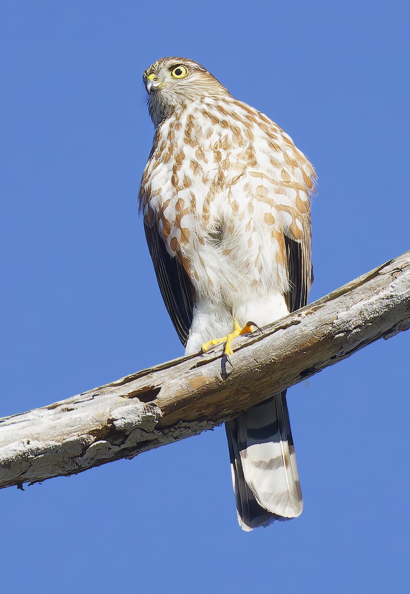 Sharp-shinned Hawk - ML646550449
