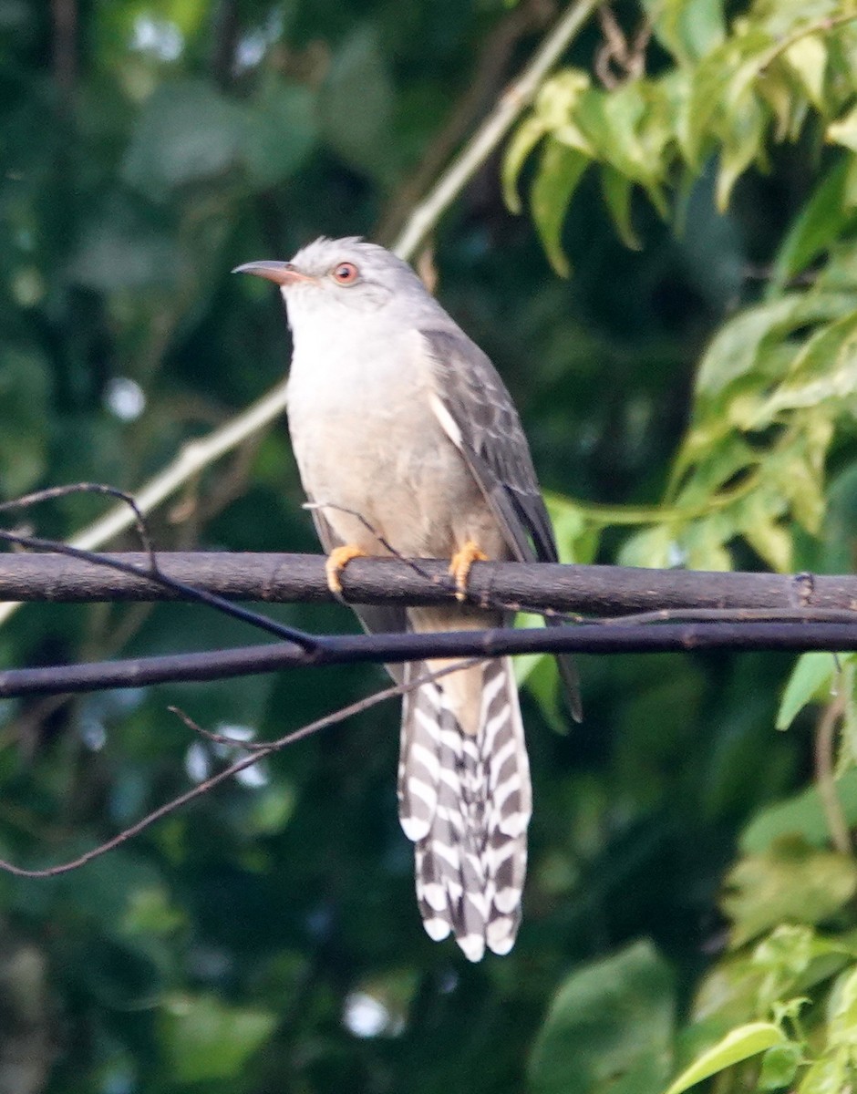 Plaintive Cuckoo - ML646550450