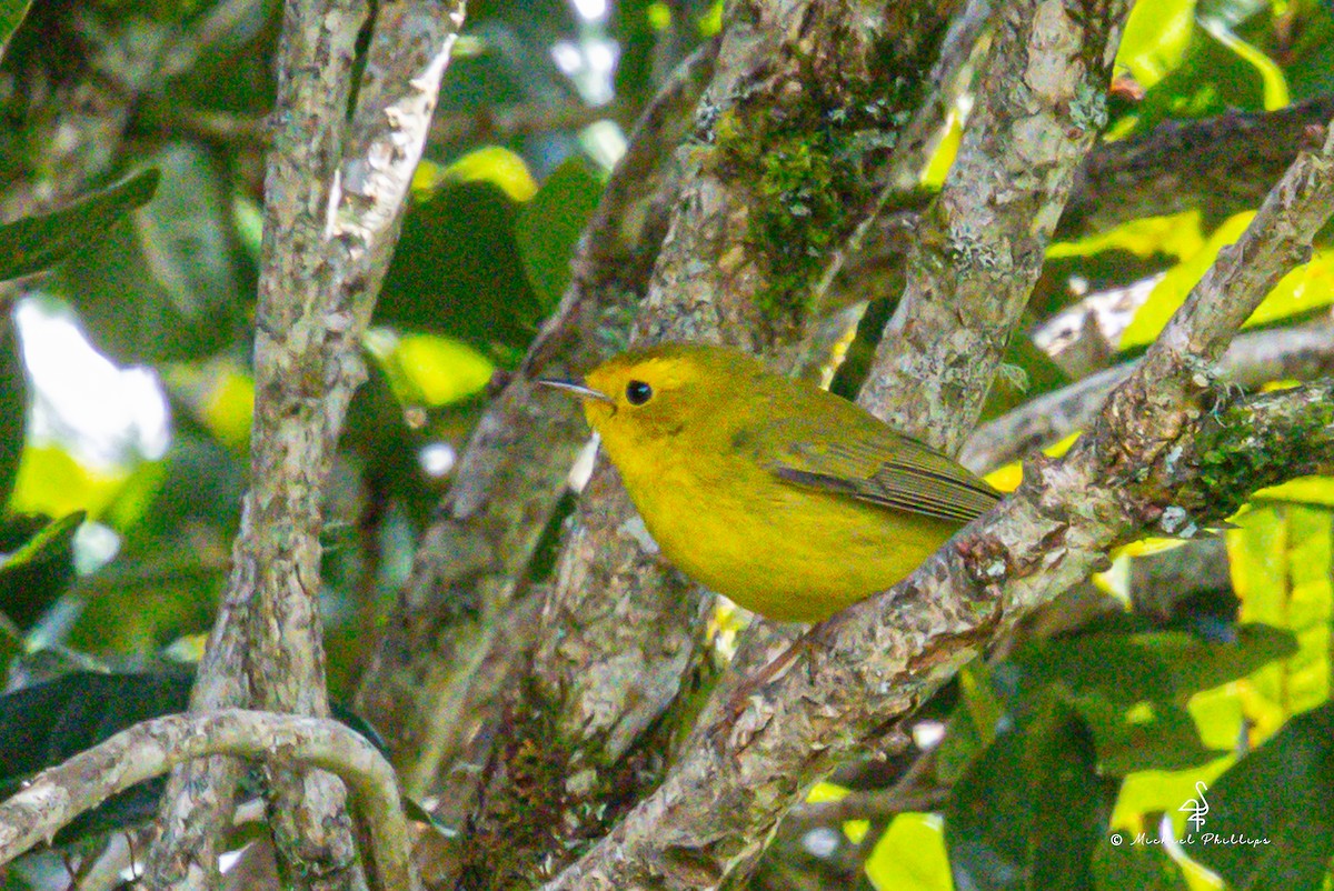 סבכון שחור-כיפה - ML646550452