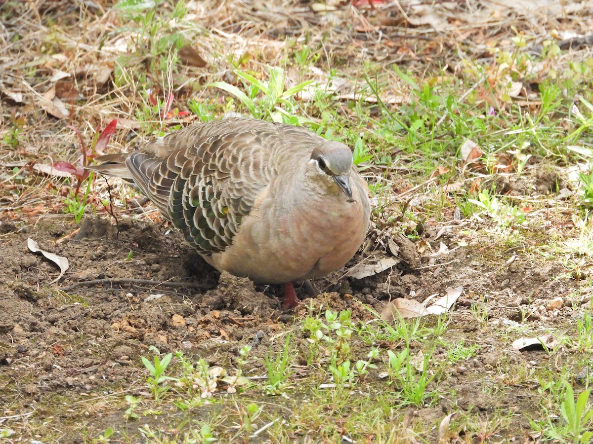 Common Bronzewing - ML646550453