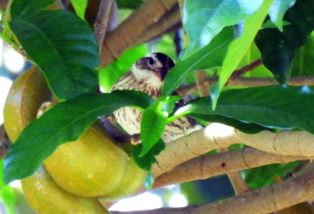 גבתאי ורוד-חזה - ML646550454