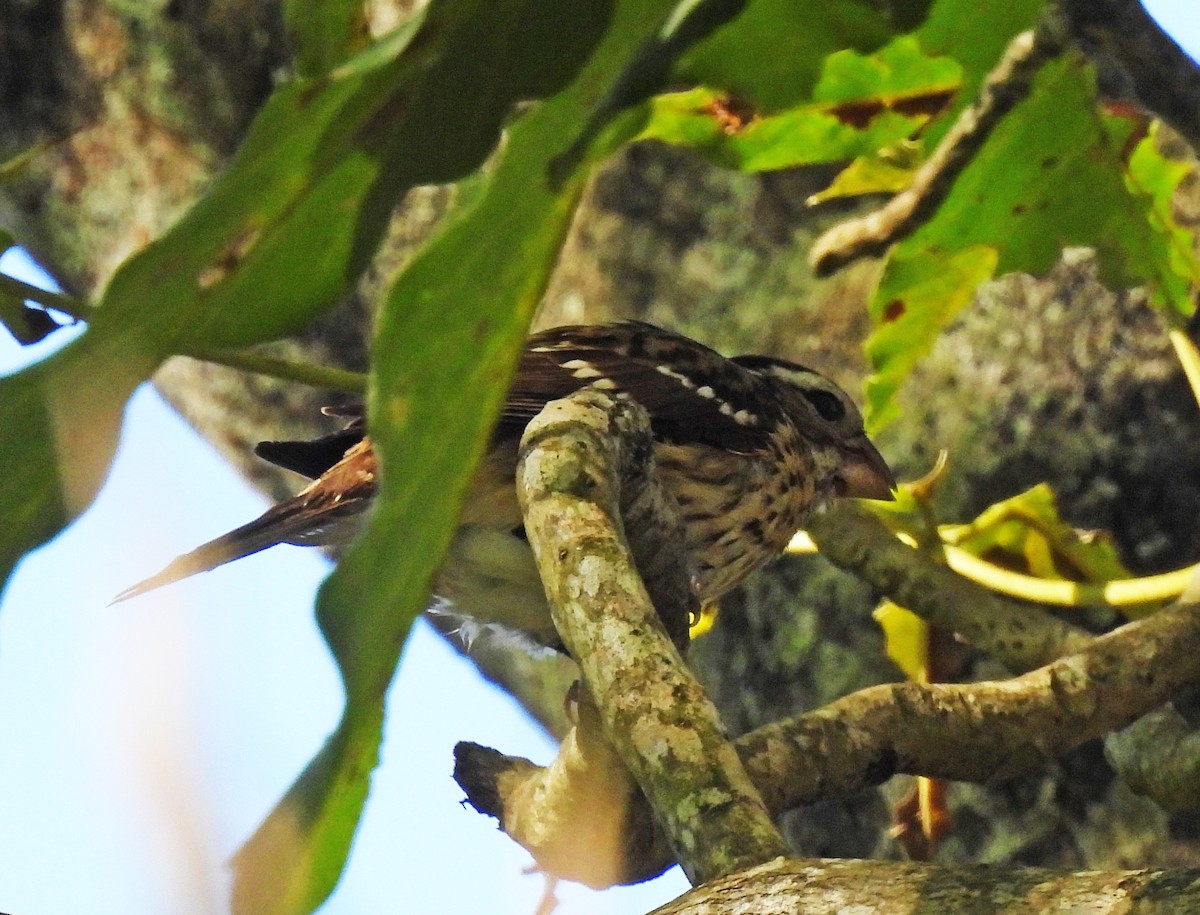 גבתאי ורוד-חזה - ML646550455