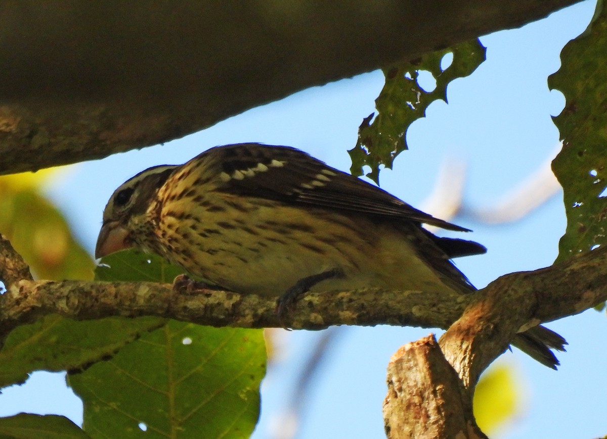 גבתאי ורוד-חזה - ML646550456