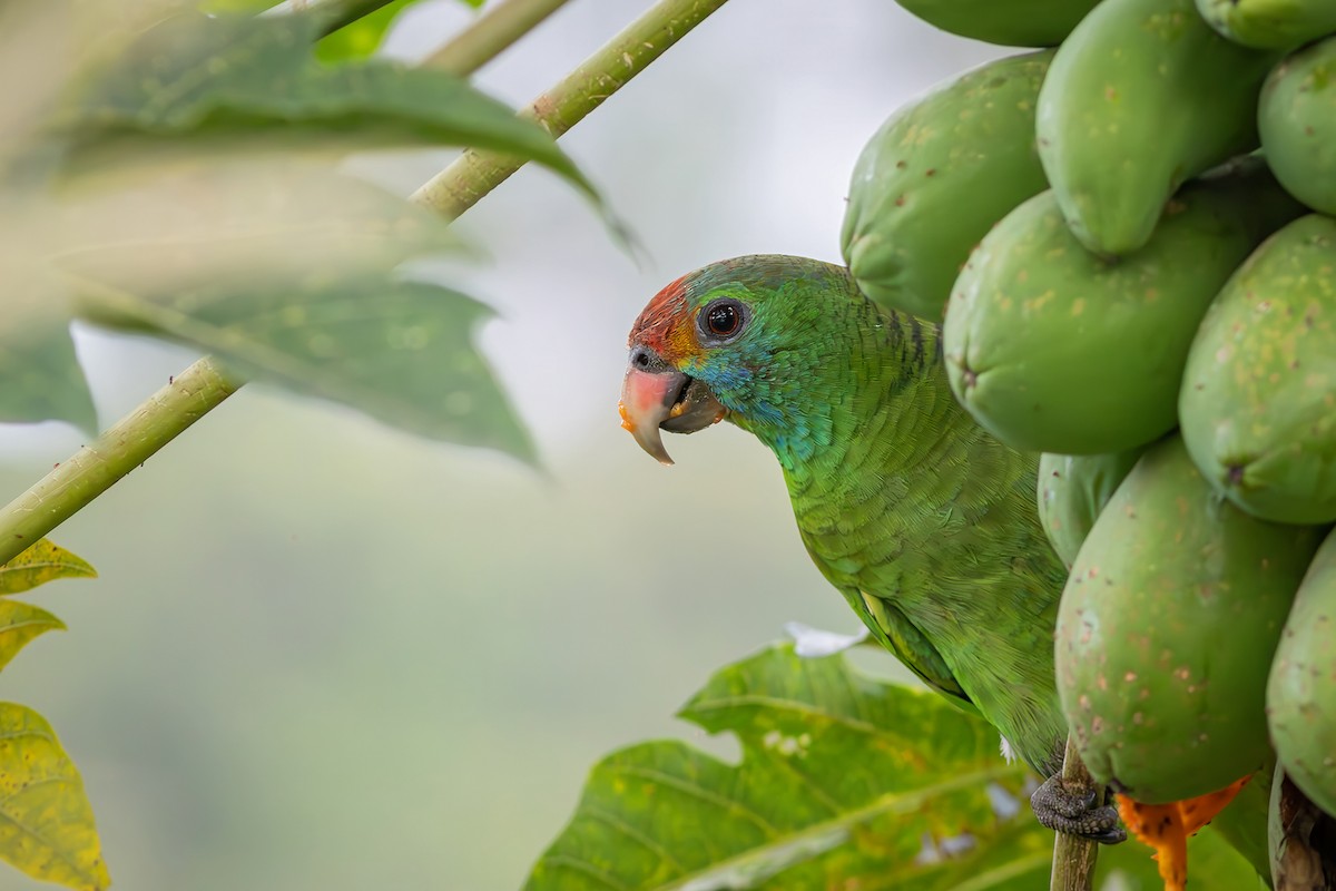 Red-browed Amazon - ML646550459