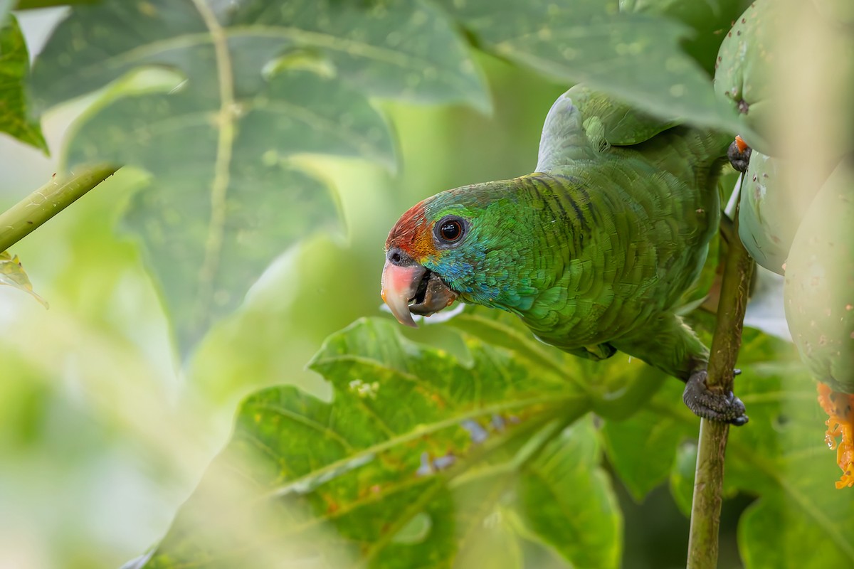 Red-browed Amazon - ML646550460