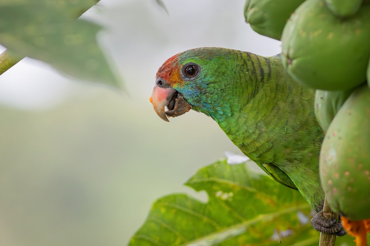 Red-browed Amazon - ML646550461