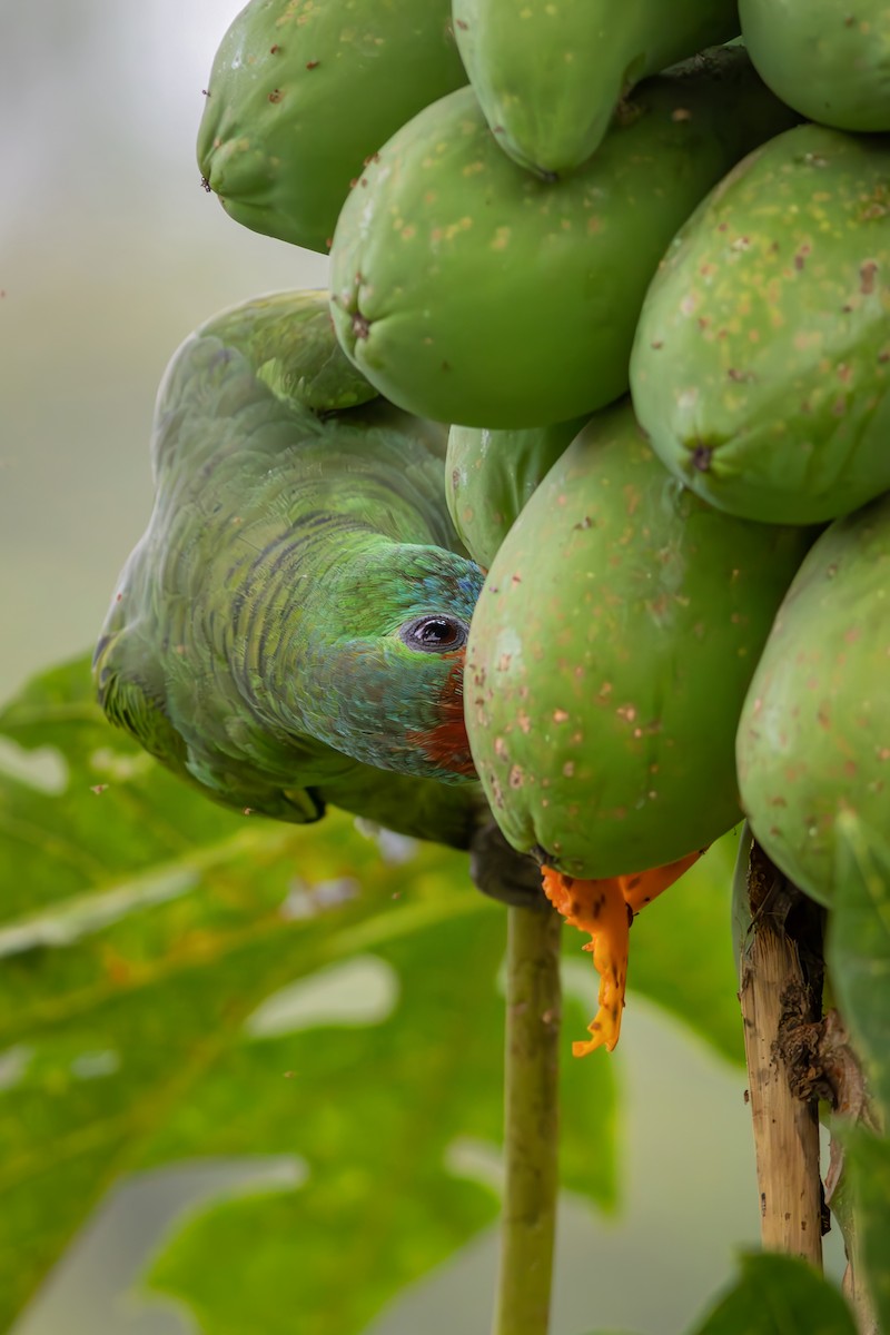 Red-browed Amazon - ML646550462