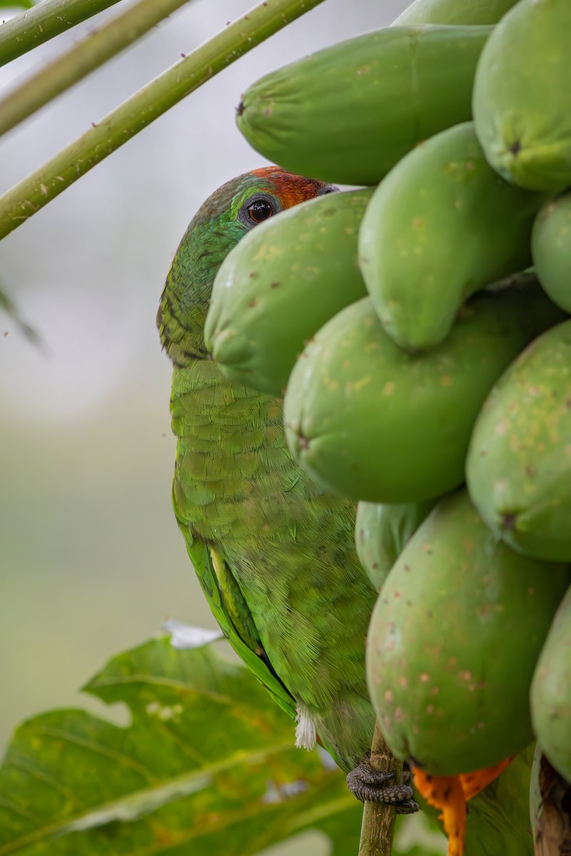 Red-browed Amazon - ML646550463