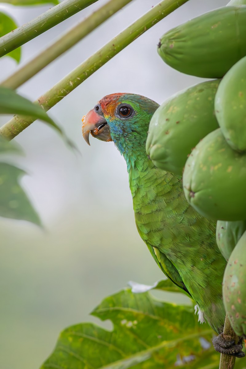 Red-browed Amazon - ML646550464