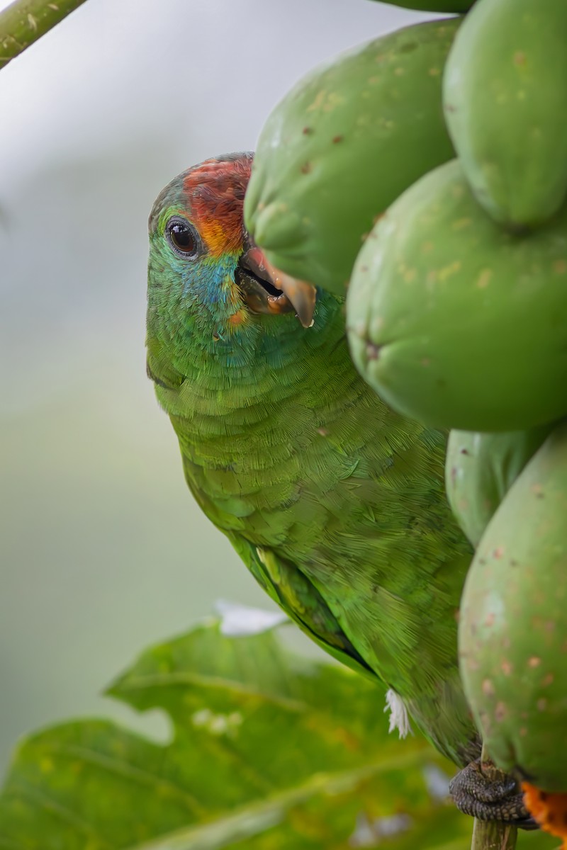 Red-browed Amazon - ML646550465