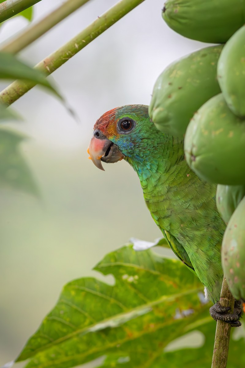 Red-browed Amazon - ML646550466