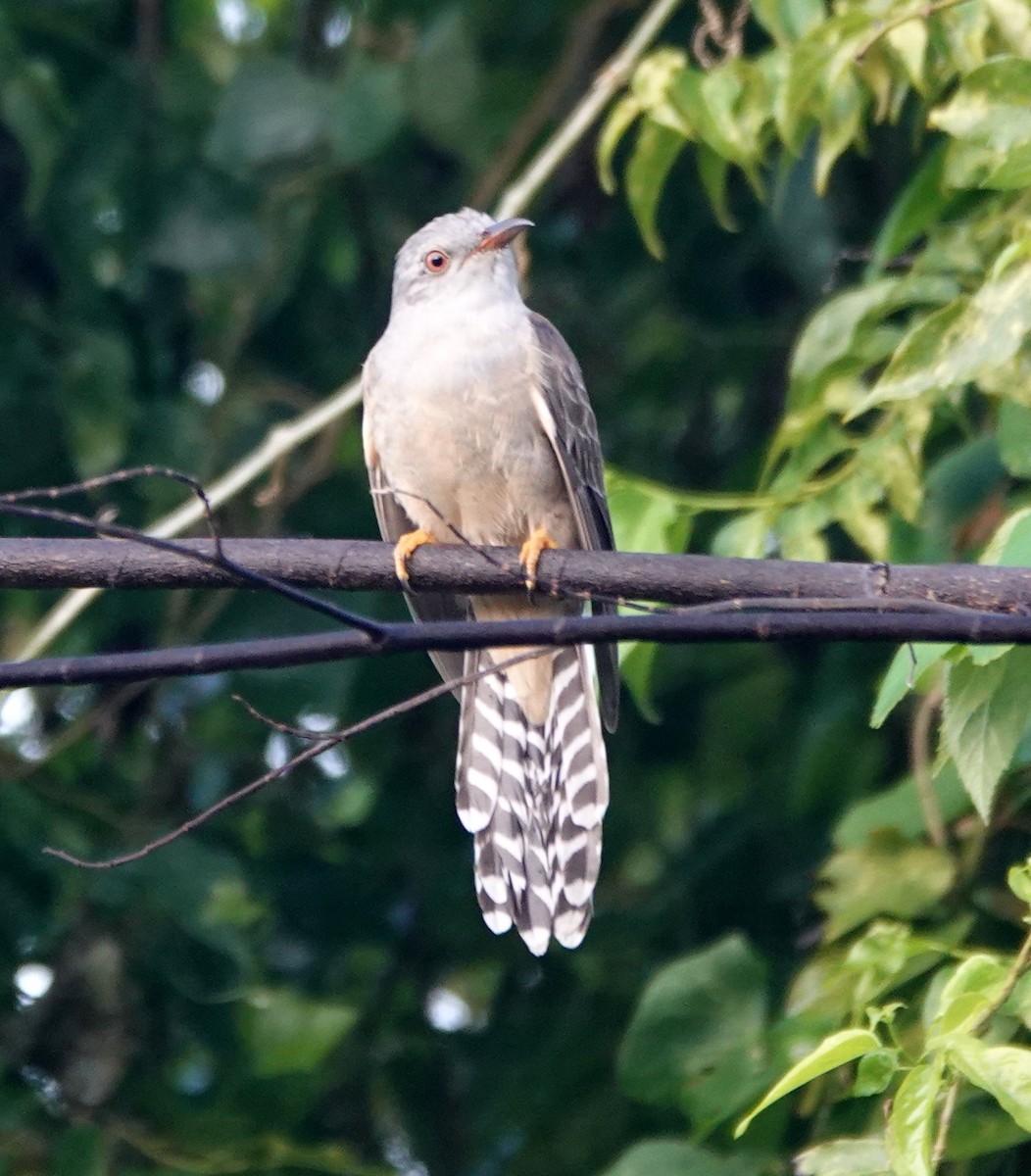 Plaintive Cuckoo - ML646550467