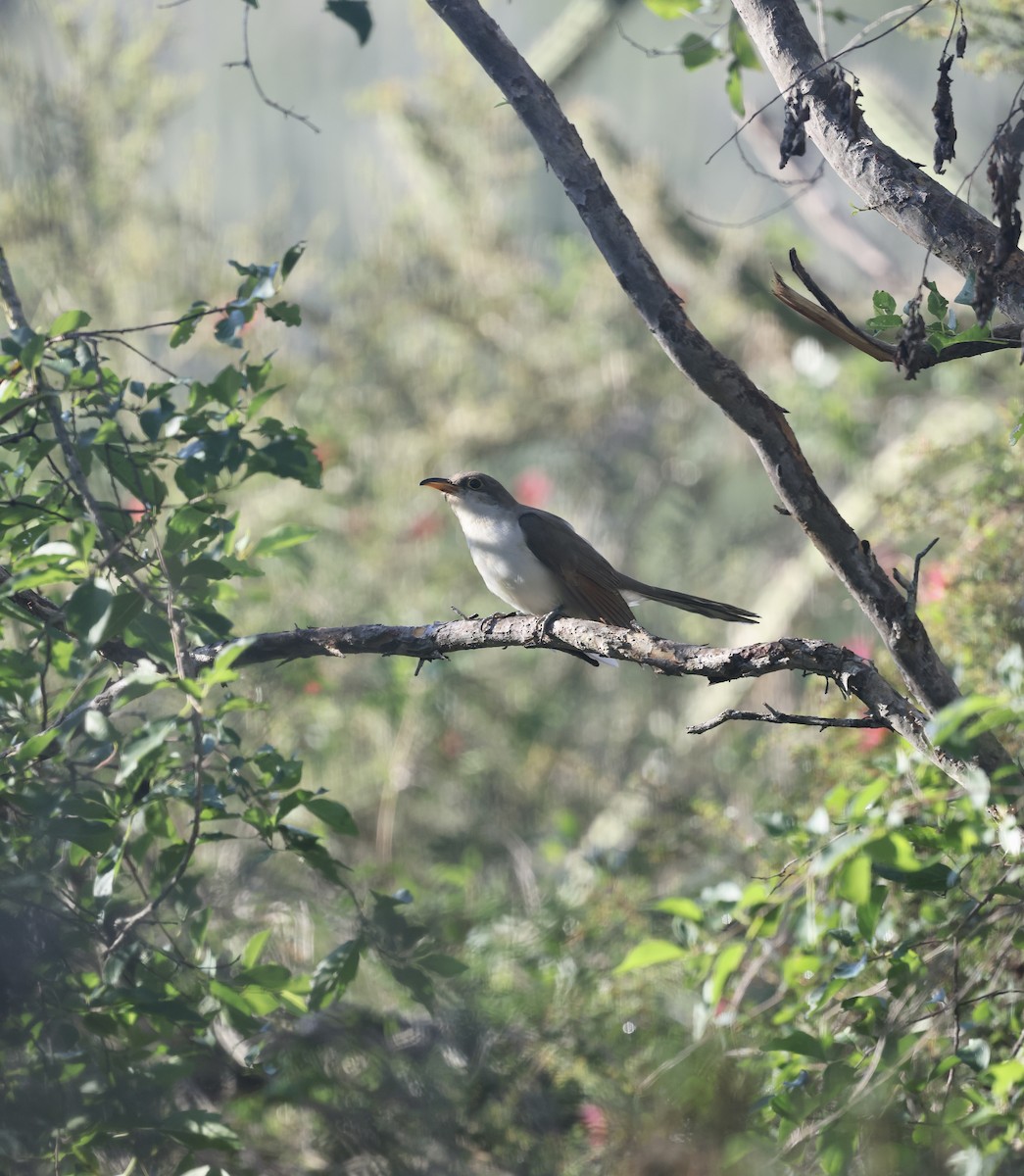 Yellow-billed Cuckoo - ML646550468