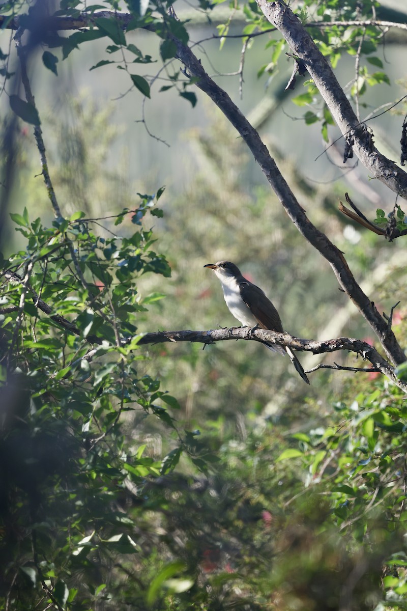 Yellow-billed Cuckoo - ML646550469