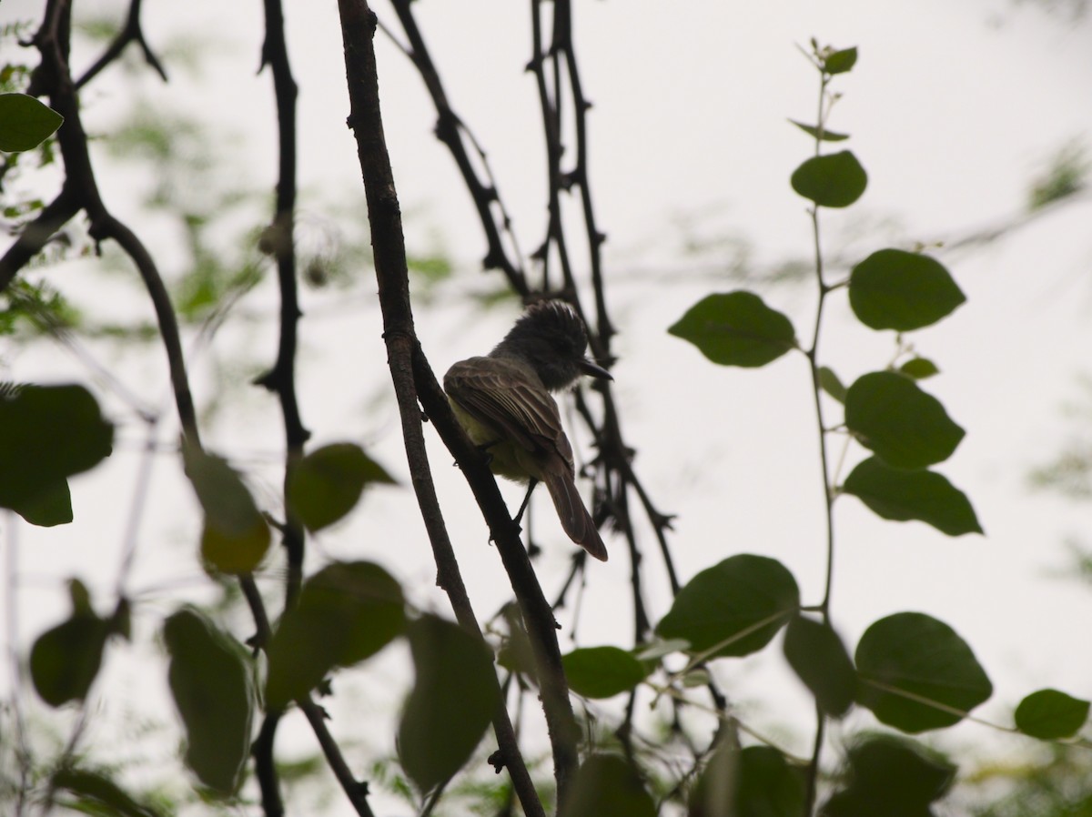Sooty-crowned Flycatcher - ML646550470
