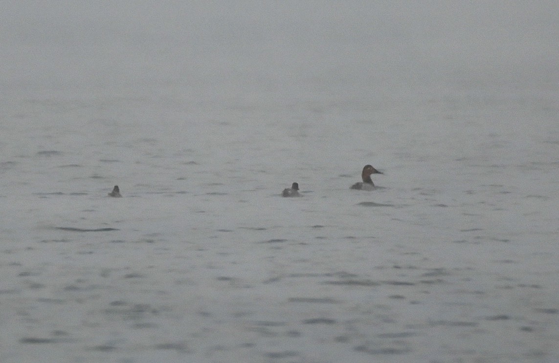 צולל ארוך-צוואר - ML646550471
