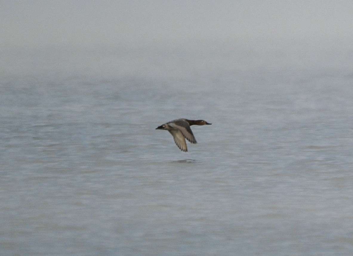 צולל ארוך-צוואר - ML646550472
