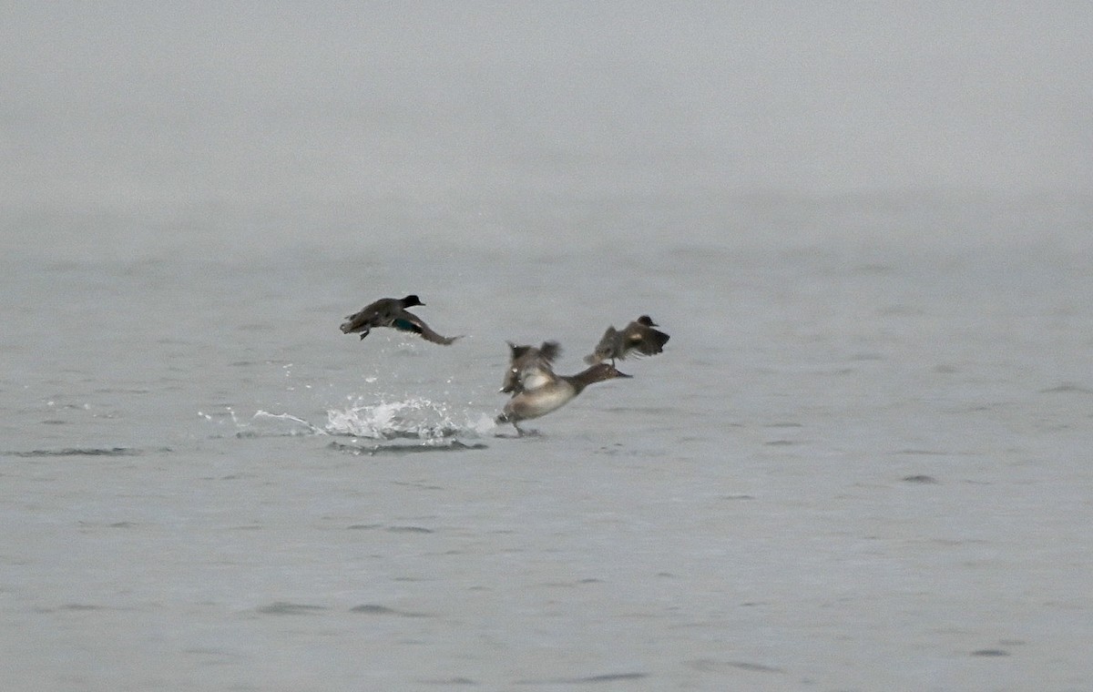 צולל ארוך-צוואר - ML646550473